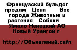 Французский бульдог продам › Цена ­ 1 - Все города Животные и растения » Собаки   . Ямало-Ненецкий АО,Новый Уренгой г.